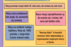 ciekawostki o mózgu - 1